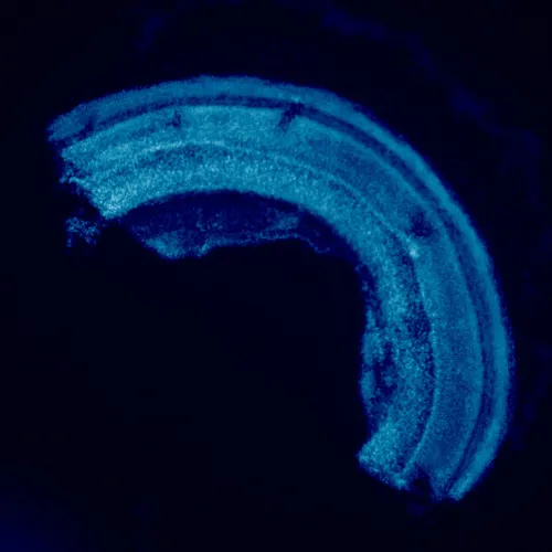 snímek Fluorescenční mikroskop MAGUS Lum 460L,  23