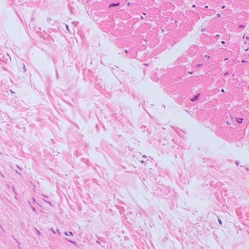 obrázek Biologický digitální mikroskop MAGUS Bio D250TL LCD,  30