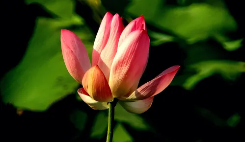 snímek Fototeleskop Levenhuk Kelvin MAK127 AZ GOTO Wi-Fi,  15