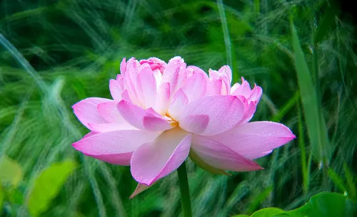 fotografie Fototeleskop Levenhuk Kelvin MAK80 AZ,  18