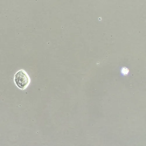 snímek Zařízení s fázovým kontrastem MAGUS SPH360, se sadou rovinných objektivů Plan S-Apo Ph 4х/10х/20х/40х/60х H60 mm,  16