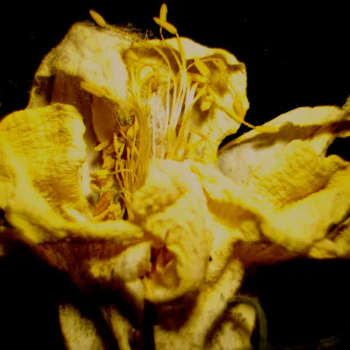 fotografie Digitální stereomikroskop MAGUS Stereo D9T LCD,  29