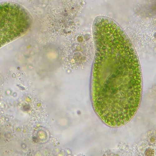 fotografie Mikroskop Bresser Researcher Trino 40–1000x,  14