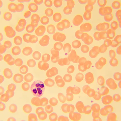 foto Biologický mikroskop MAGUS Bio 230B,  22