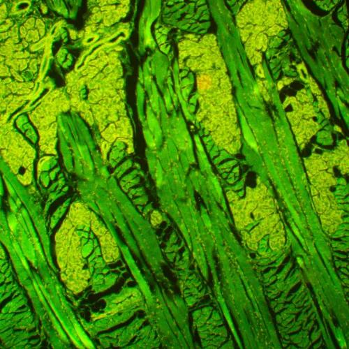 snímek Fluorescenční digitální mikroskop MAGUS Lum D450L,  26