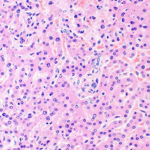 foto Biologický mikroskop MAGUS Bio 290T,  28
