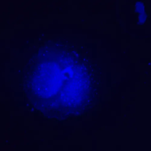 fotografie Fluorescenční inverzní mikroskop MAGUS Lum V500L,  19