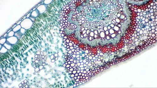 snímek Digitální kamera Bresser MikrOkular s Full HD okulárem,  8