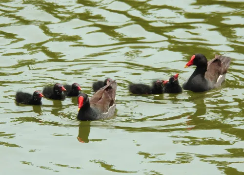 foto Fototeleskop Levenhuk Kelvin MAK60 mini AZ,  15