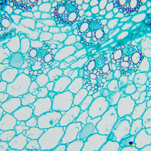 fotografie Biologický mikroskop MAGUS Bio 260T,  20