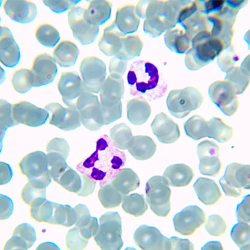 snímek Biologický mikroskop MAGUS Bio 230BL,  21