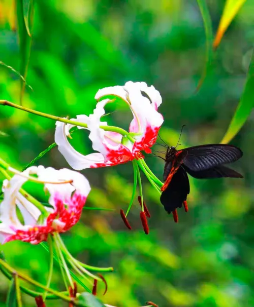 foto Fototeleskop Levenhuk Kelvin MAK60 mini AZ,  16