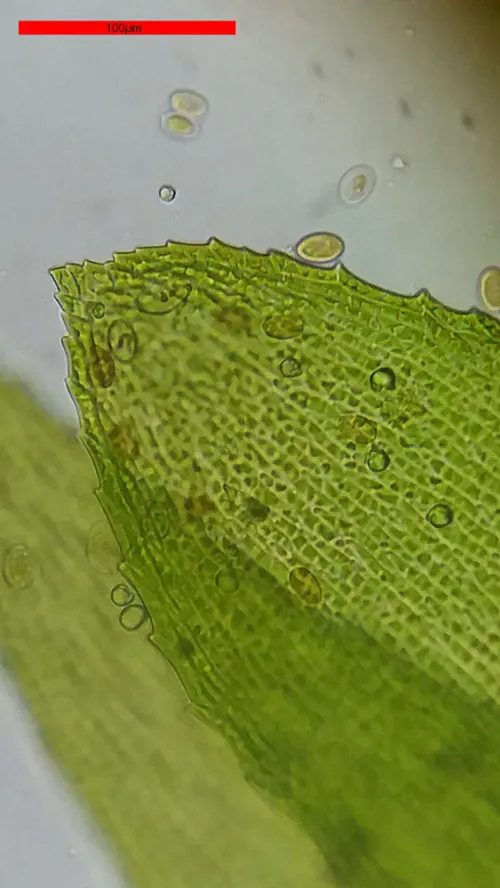 obrázek Mikroskop Bresser Erudit Basic 40–400x,  18
