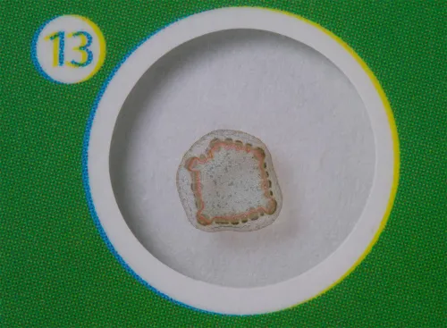 foto Sada hotových rostlinných preparátů Levenhuk LabZZ P12,  5