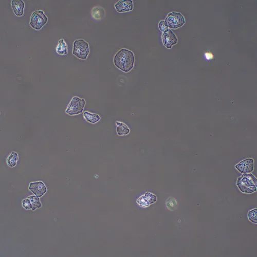 foto Zařízení s fázovým kontrastem MAGUS PH2,  13