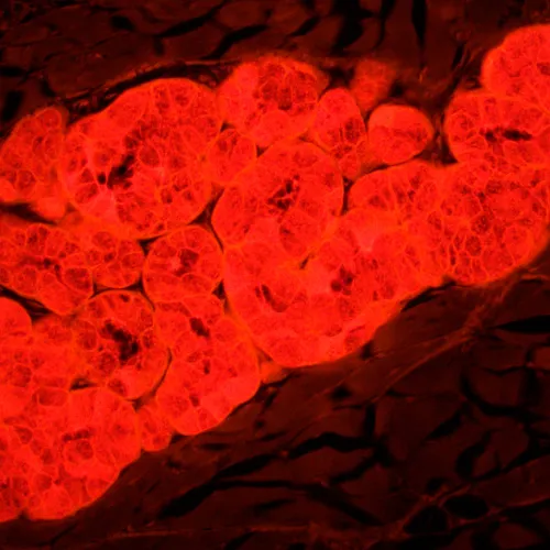 snímek Fluorescenční digitální mikroskop MAGUS Lum D450L,  30