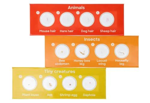 snímek Sada 12 hotových preparátů Levenhuk Discovery Fauna,  3