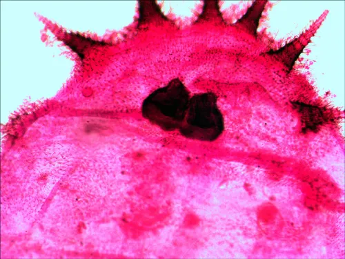 obrázek Sada preparátů připravených k pozorování mikroskopem Levenhuk N20 NG,  12